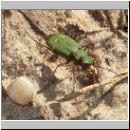 Cicindela campestris - Feld-Sandlaufkaefer 02 OS-Natruphagen-Waldweg.jpg